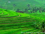 excursiones bali exelente tour